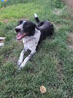 3-jährige Border Collie Hündin zu verkaufen