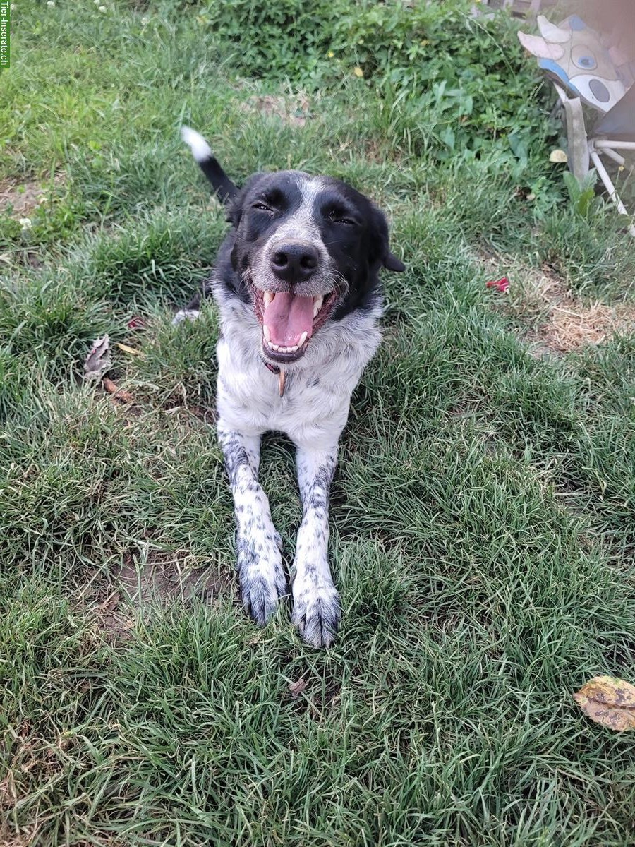 Bild 2: 3-jährige Border Collie Hündin zu verkaufen