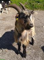 Geissbock Mischling, Deckbock zu verkaufen
