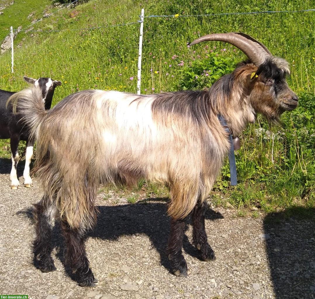 Bild 2: Geissbock Mischling, Deckbock zu verkaufen