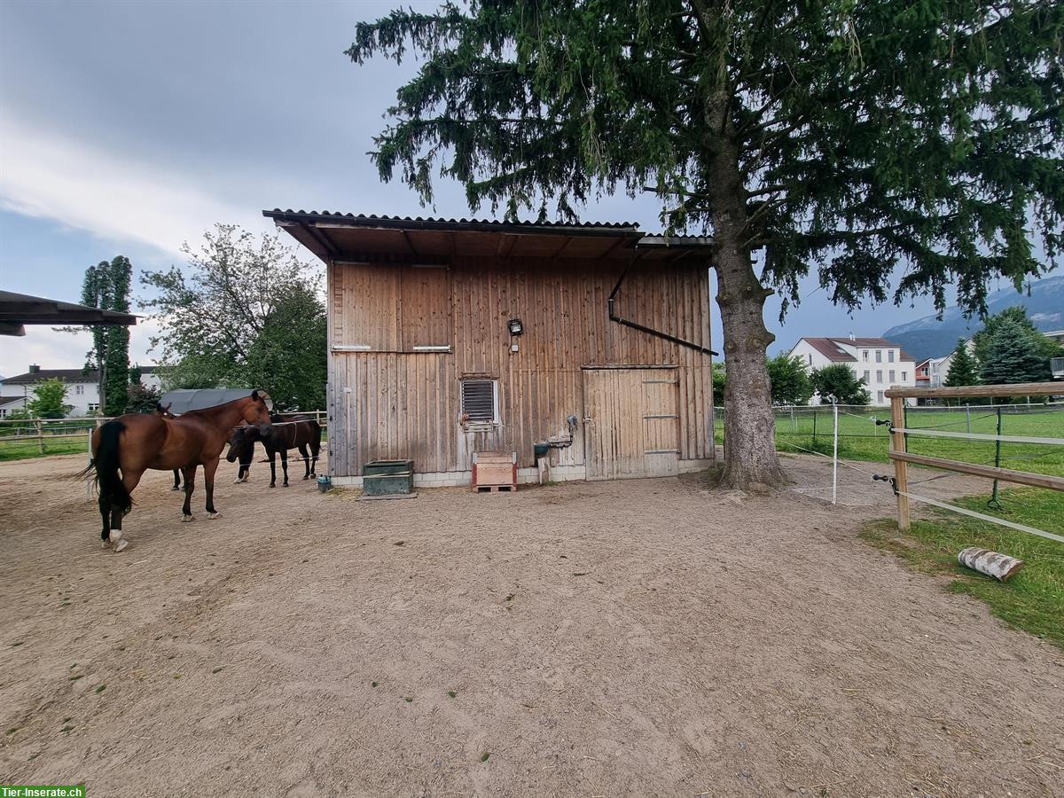 Vermieten Selbstversorger Stall in Oberriet SG