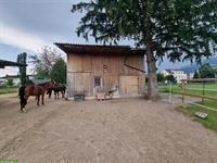 Vermieten Selbstversorger Stall in Oberriet SG