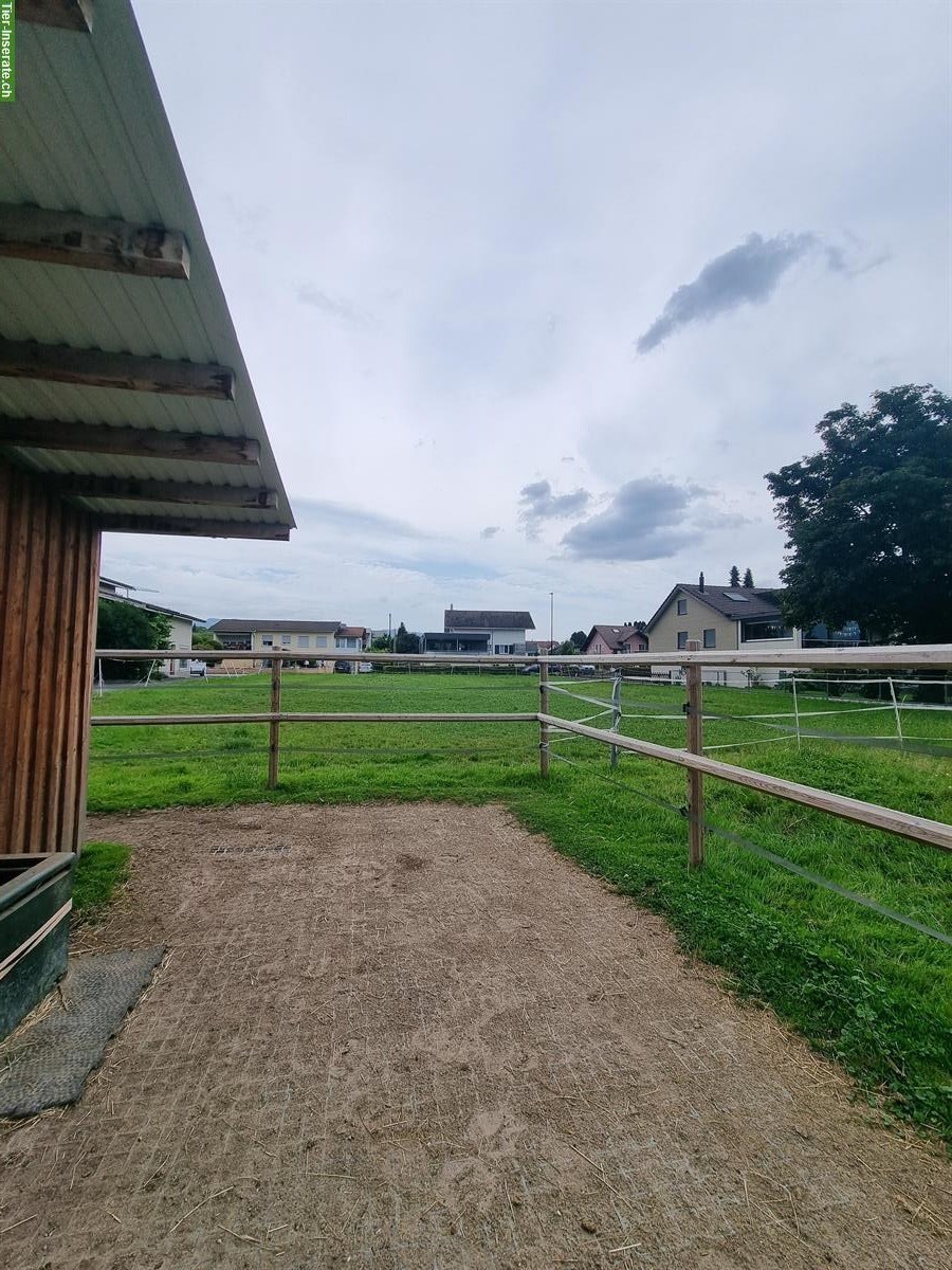 Bild 3: Vermieten Selbstversorger Stall in Oberriet SG