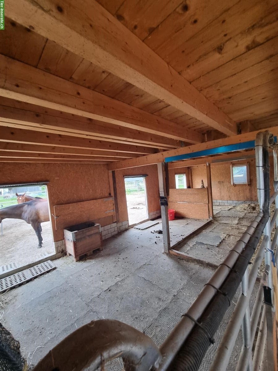 Bild 4: Vermieten Selbstversorger Stall in Oberriet SG