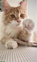 Reinrassige Maine Coon aus Schweizerzucht mit Stammbaum Papieren