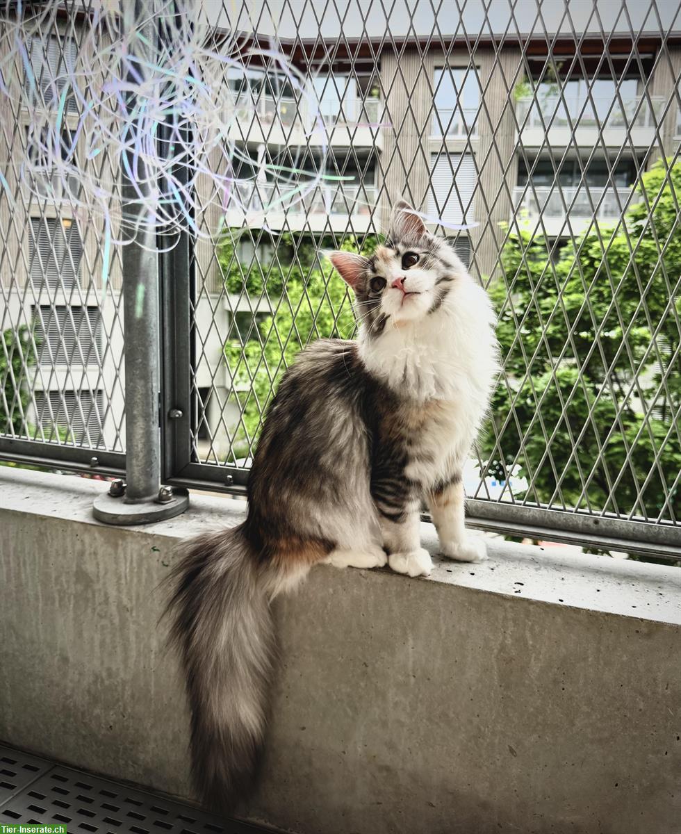 Bild 2: Reinrassige Maine Coon aus Schweizerzucht mit Stammbaum Papieren