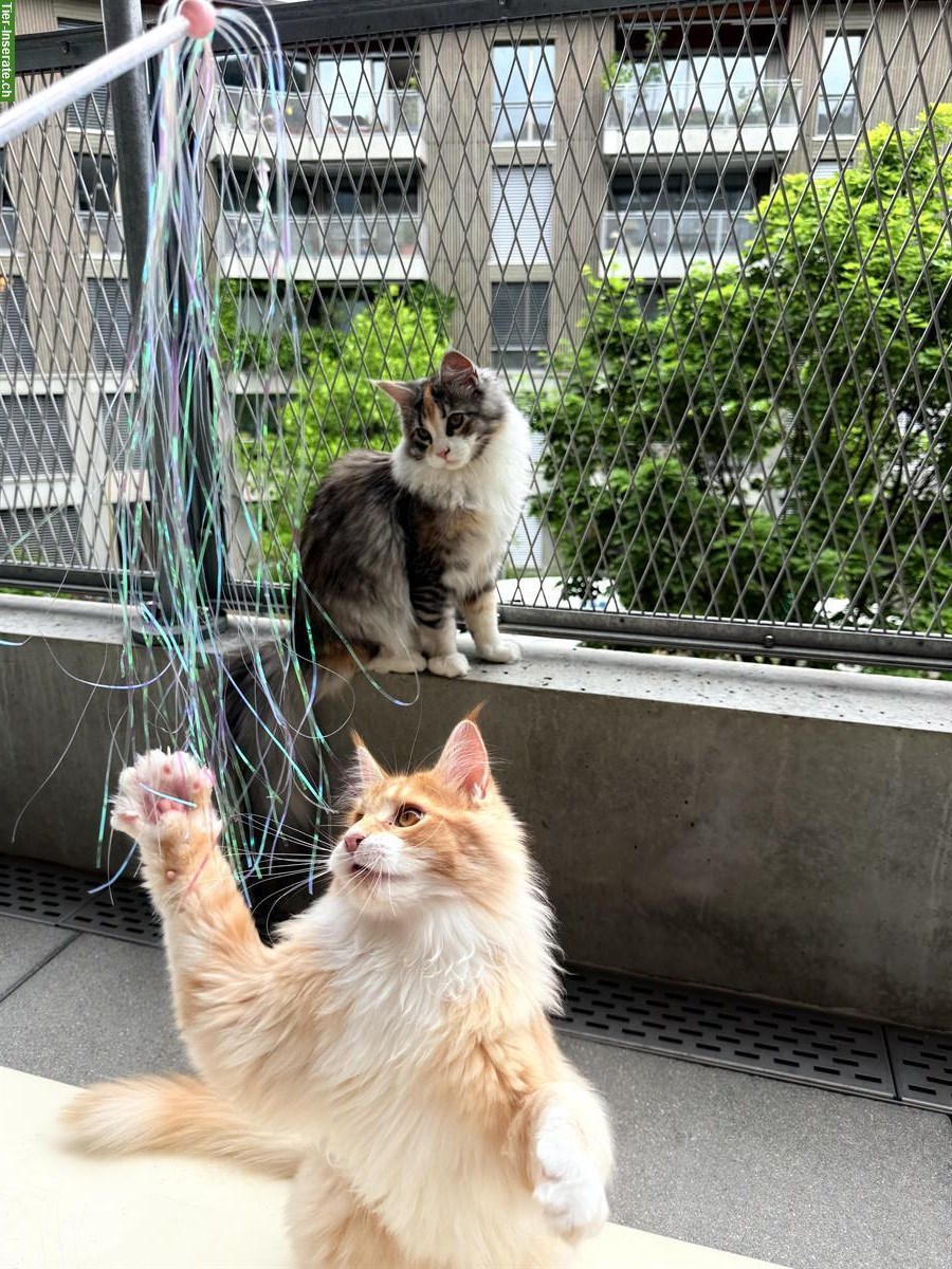 Bild 3: Reinrassige Maine Coon aus Schweizerzucht mit Stammbaum Papieren
