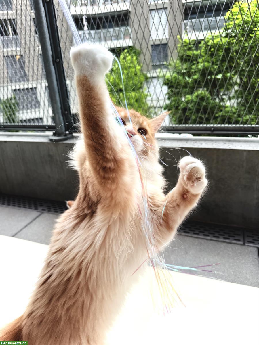 Bild 4: Reinrassige Maine Coon aus Schweizerzucht mit Stammbaum Papieren