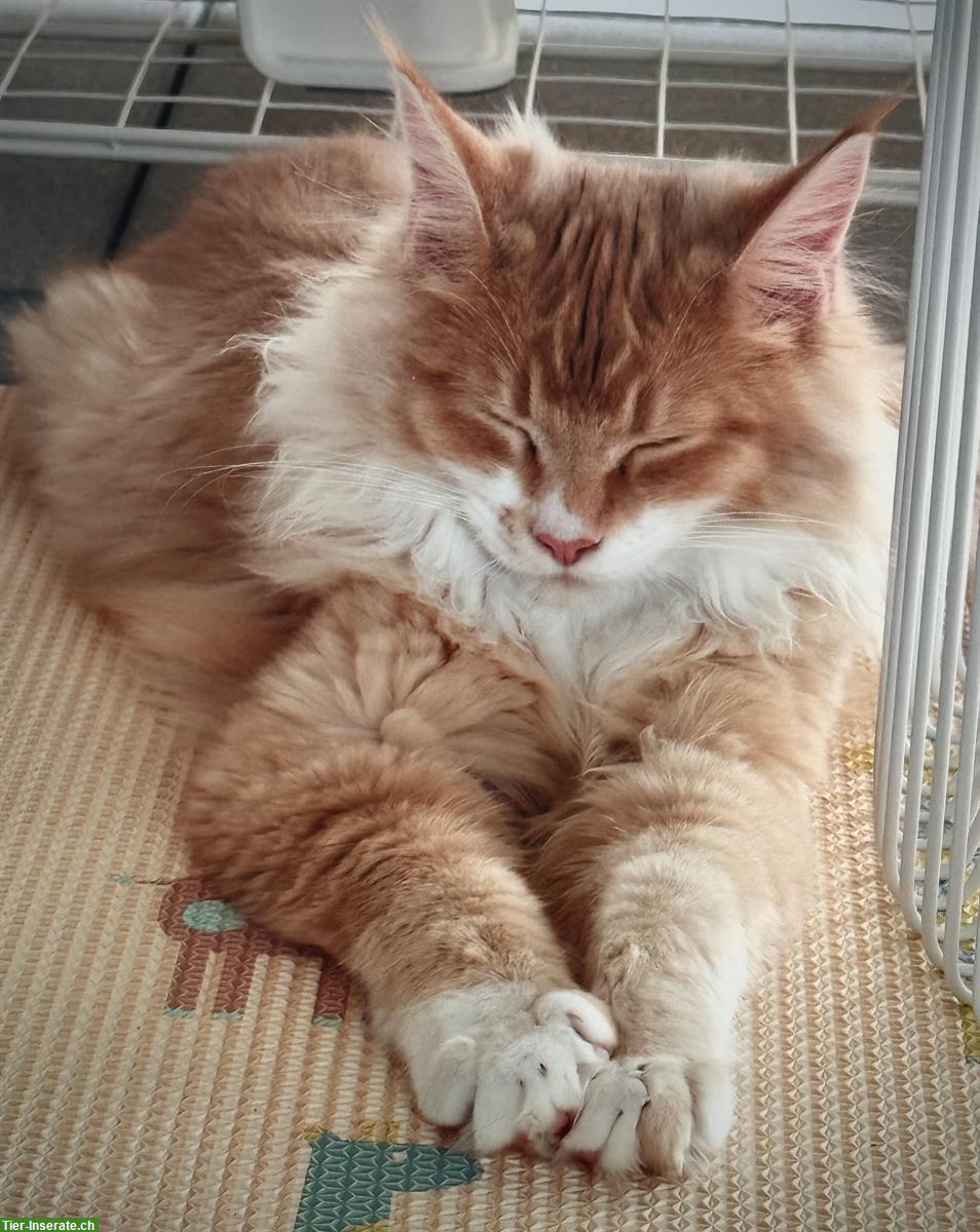 Bild 5: Reinrassige Maine Coon aus Schweizerzucht mit Stammbaum Papieren