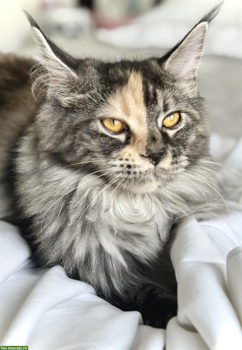 Bild 6: Reinrassige Maine Coon aus Schweizerzucht mit Stammbaum Papieren
