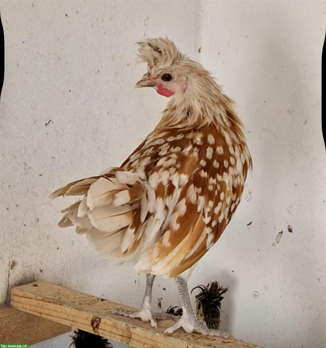 Junger Appenzeller Spitzhauben Hahn