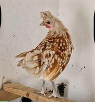 Junger Appenzeller Spitzhauben Hahn