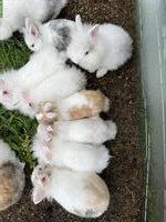 Junge Zwergkaninchen abzugeben