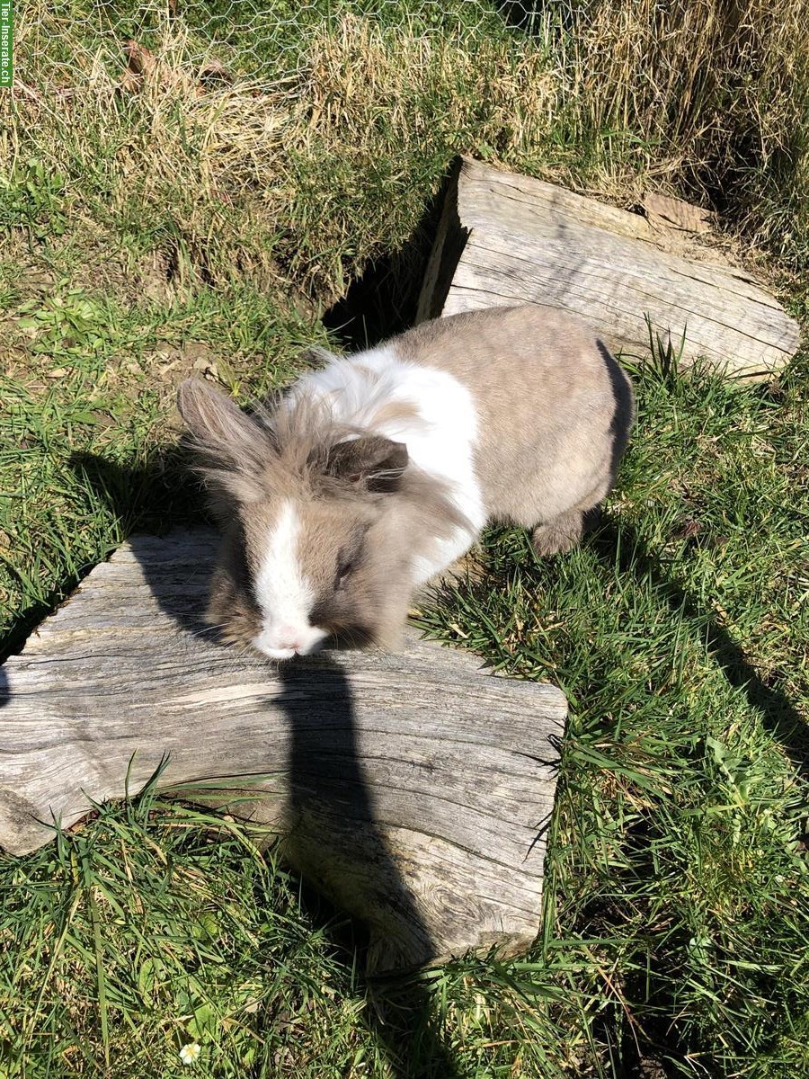 Liebes kastriertes Zwergkaninchen Männchen abzugeben