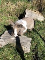 Liebes kastriertes Zwergkaninchen Männchen abzugeben