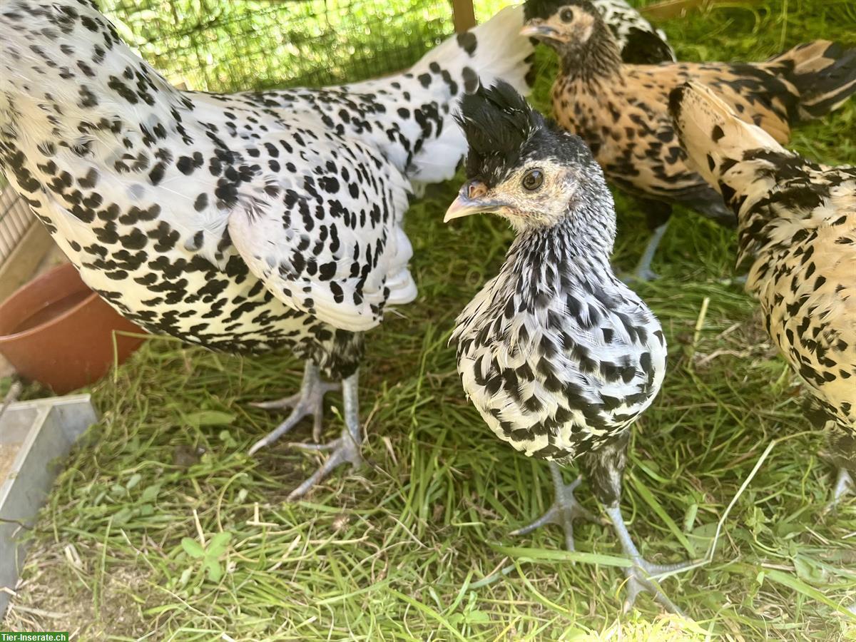 Appenzeller Spitzhauben Hühner zu verkaufen