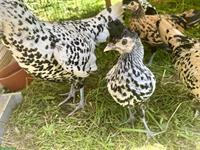 Appenzeller Spitzhauben Hühner zu verkaufen
