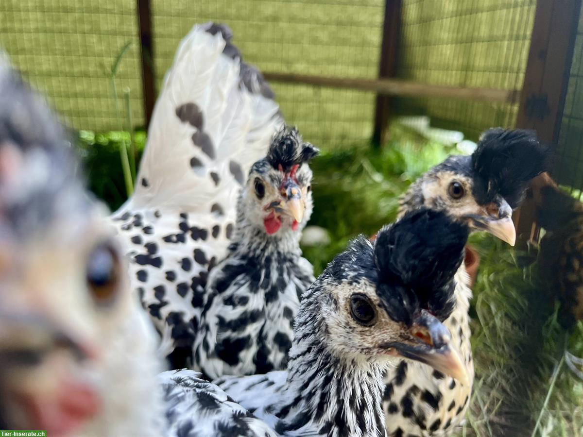 Bild 2: Appenzeller Spitzhauben Hühner zu verkaufen