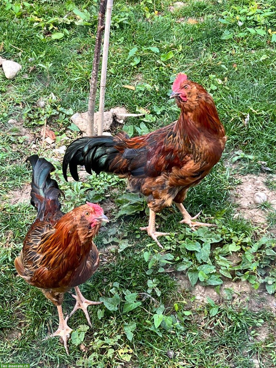Marans Güggel GRATIS abzugeben
