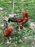 Marans Güggel GRATIS abzugeben