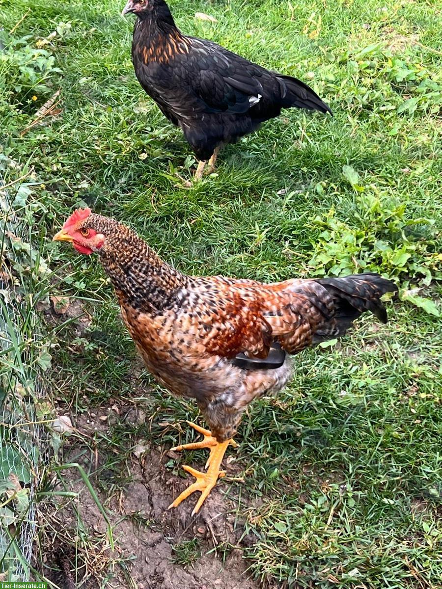 Bielefelder Hahn GRATIS abzugeben