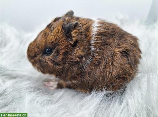 Bild 2: Meerschweinchen Frühkastraten suchen Zuhause