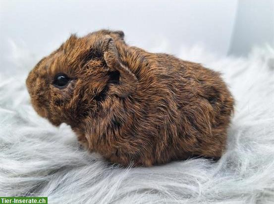 Bild 3: Meerschweinchen Frühkastraten suchen Zuhause