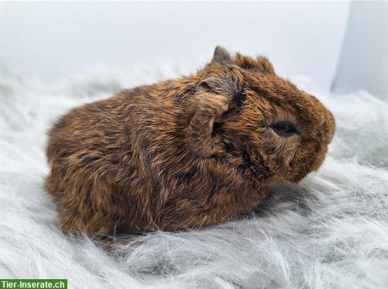 Bild 4: Meerschweinchen Frühkastraten suchen Zuhause