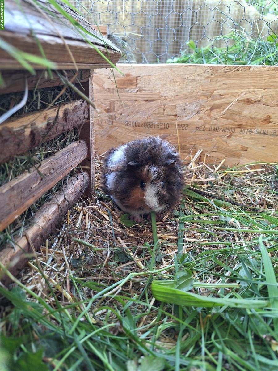 Bild 5: Meerschweinchen Frühkastraten suchen Zuhause