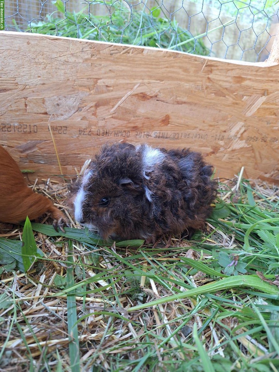 Bild 6: Meerschweinchen Frühkastraten suchen Zuhause