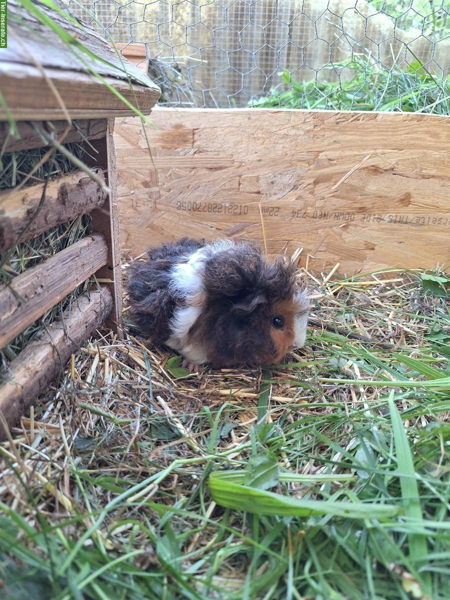 Bild 7: Meerschweinchen Frühkastraten suchen Zuhause