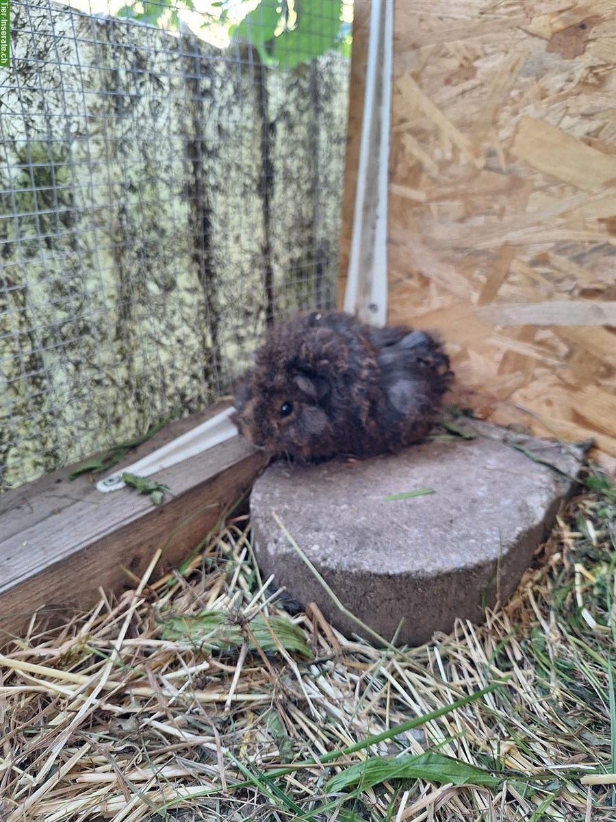 Bild 8: Meerschweinchen Frühkastraten suchen Zuhause