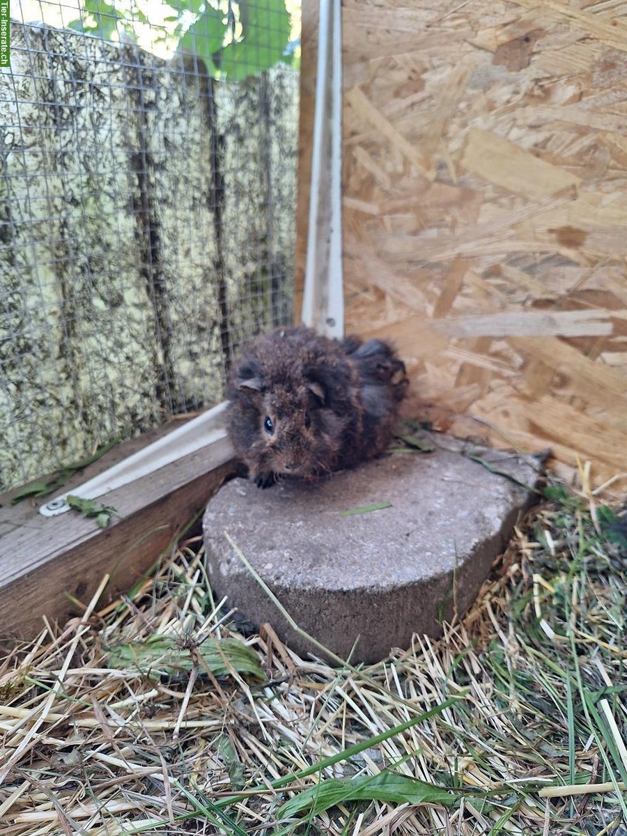 Bild 9: Meerschweinchen Frühkastraten suchen Zuhause