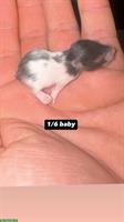 Mehrere Hamster Babys zu verkaufen