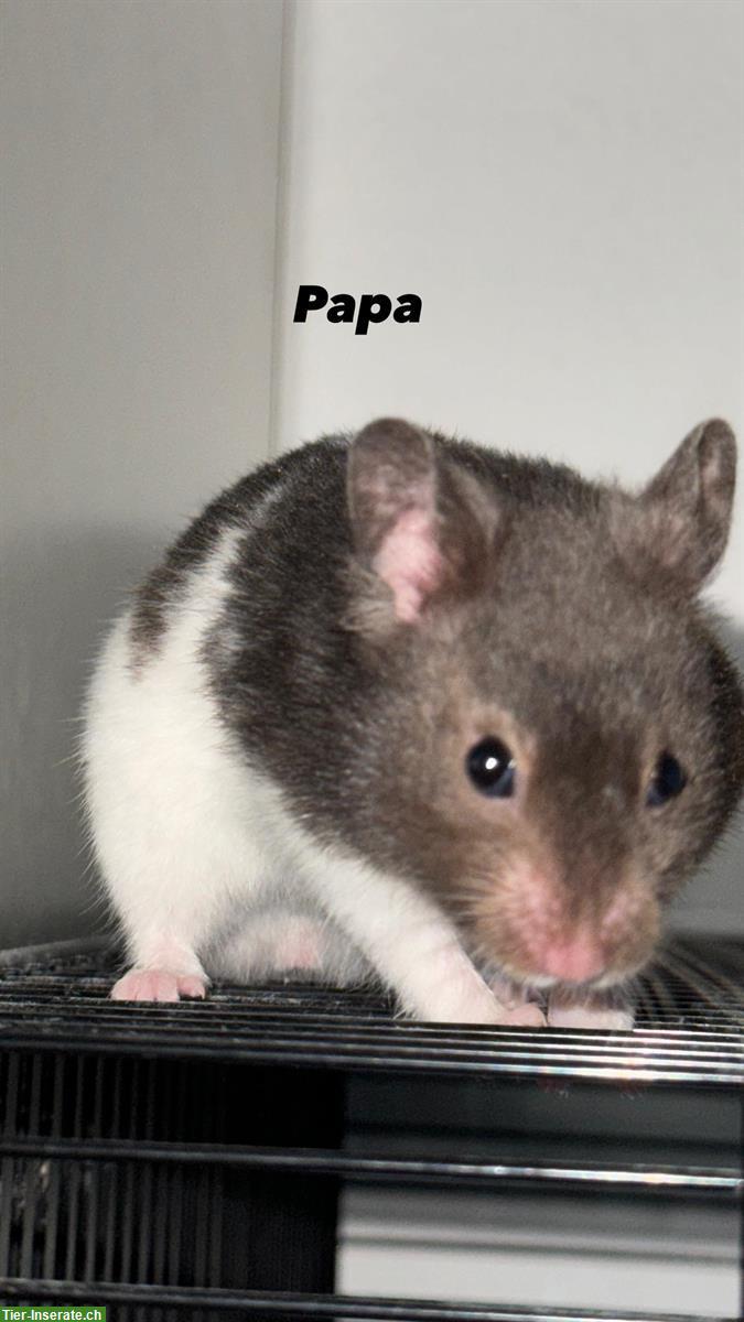 Bild 2: Mehrere Hamster Babys zu verkaufen