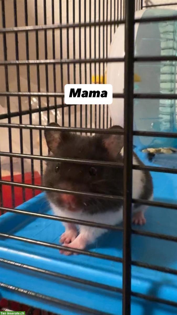 Bild 3: Mehrere Hamster Babys zu verkaufen