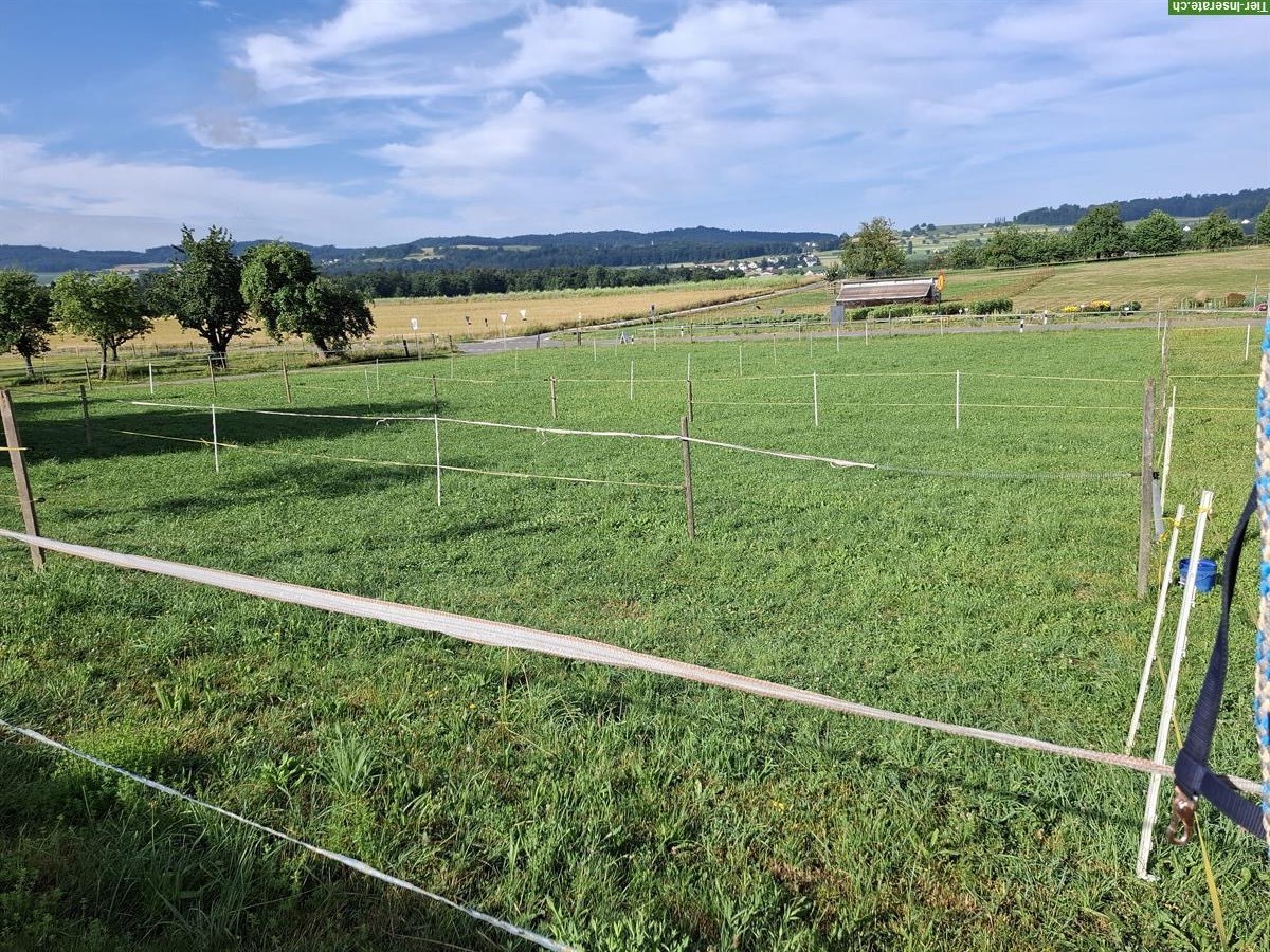 Bild 4: Pferdebox frei mit direktem Auslauf in Allergikerstall, Egliswil AG
