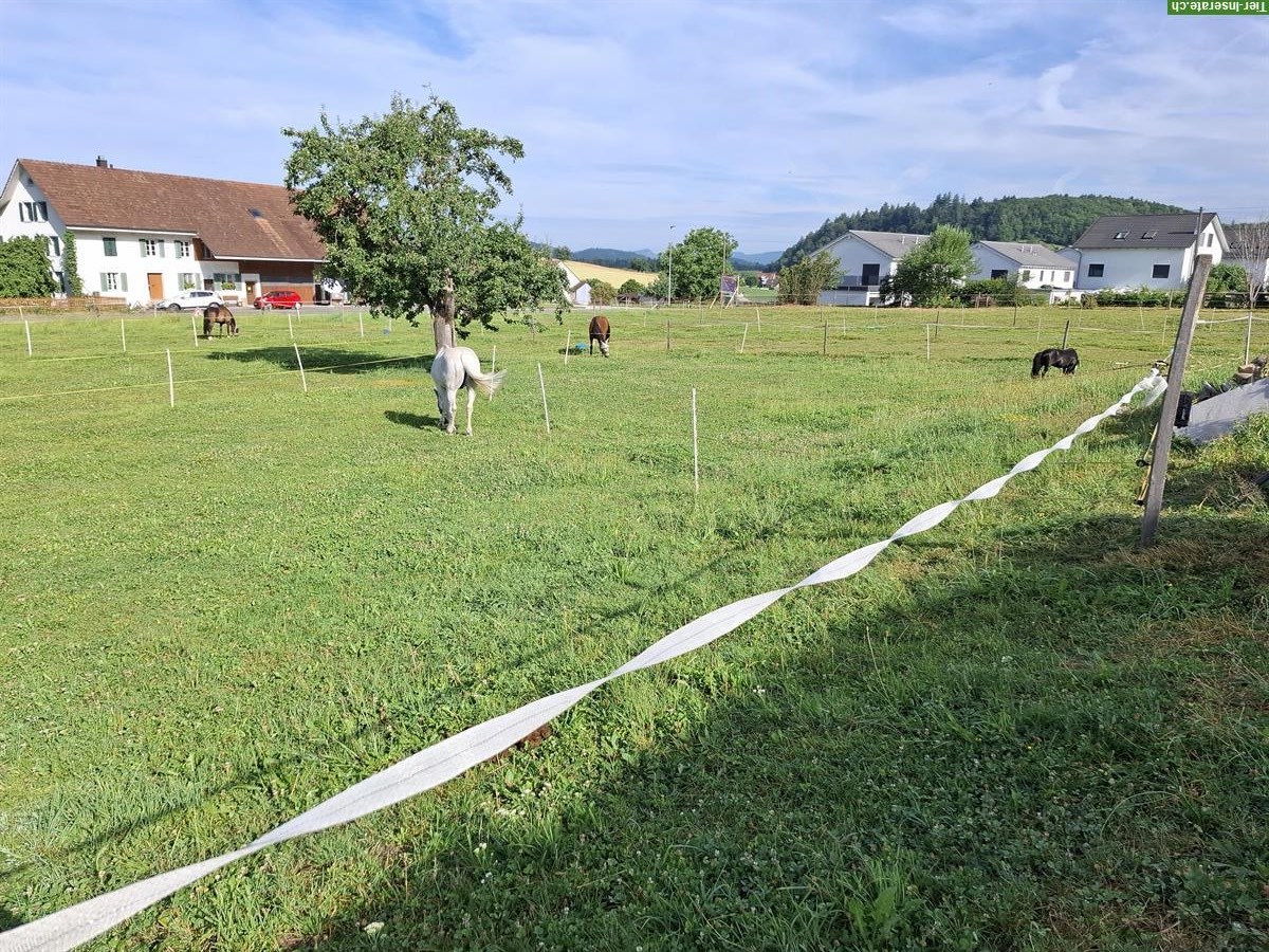 Bild 5: Pferdebox frei mit direktem Auslauf in Allergikerstall, Egliswil AG