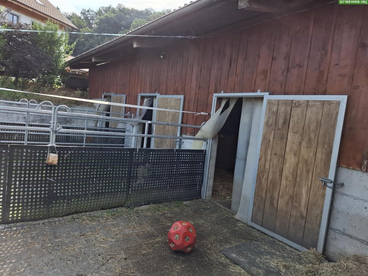 Bild 6: Pferdebox frei mit direktem Auslauf in Allergikerstall, Egliswil AG