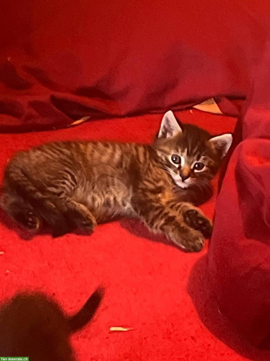 Bild 3: Tiger Kätzchen Paar sucht neues Zuhause