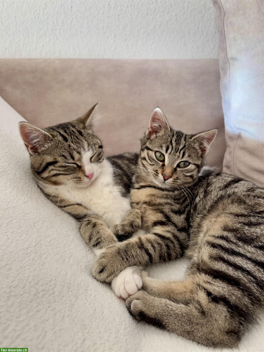 2 junge Büsis, weiblich suchen liebes Zuhause