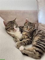 2 junge Büsis, weiblich suchen liebes Zuhause