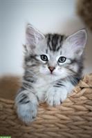 Micky, Sibirische Katzenbaby, männlich