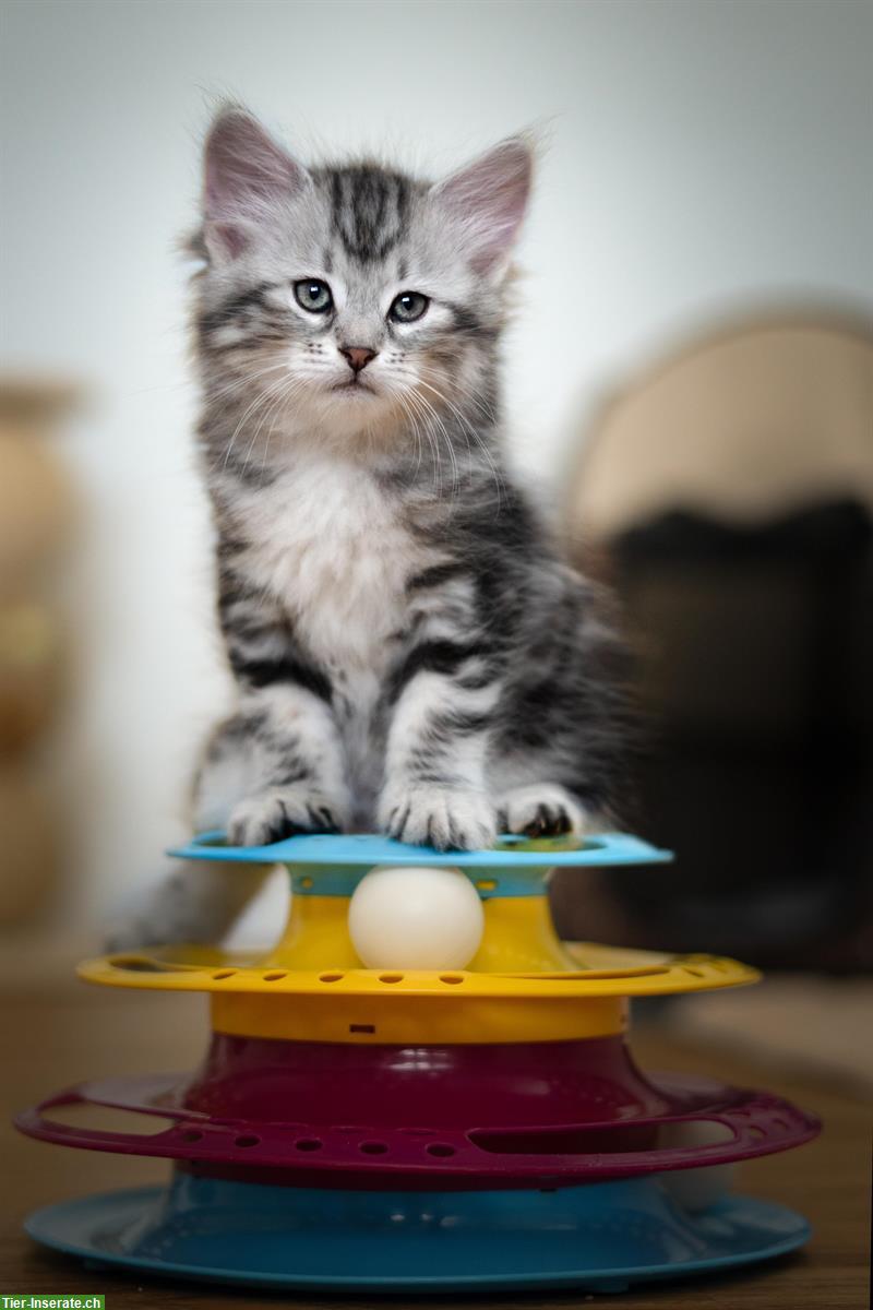 Bild 2: Micky, Sibirische Katzenbaby, männlich
