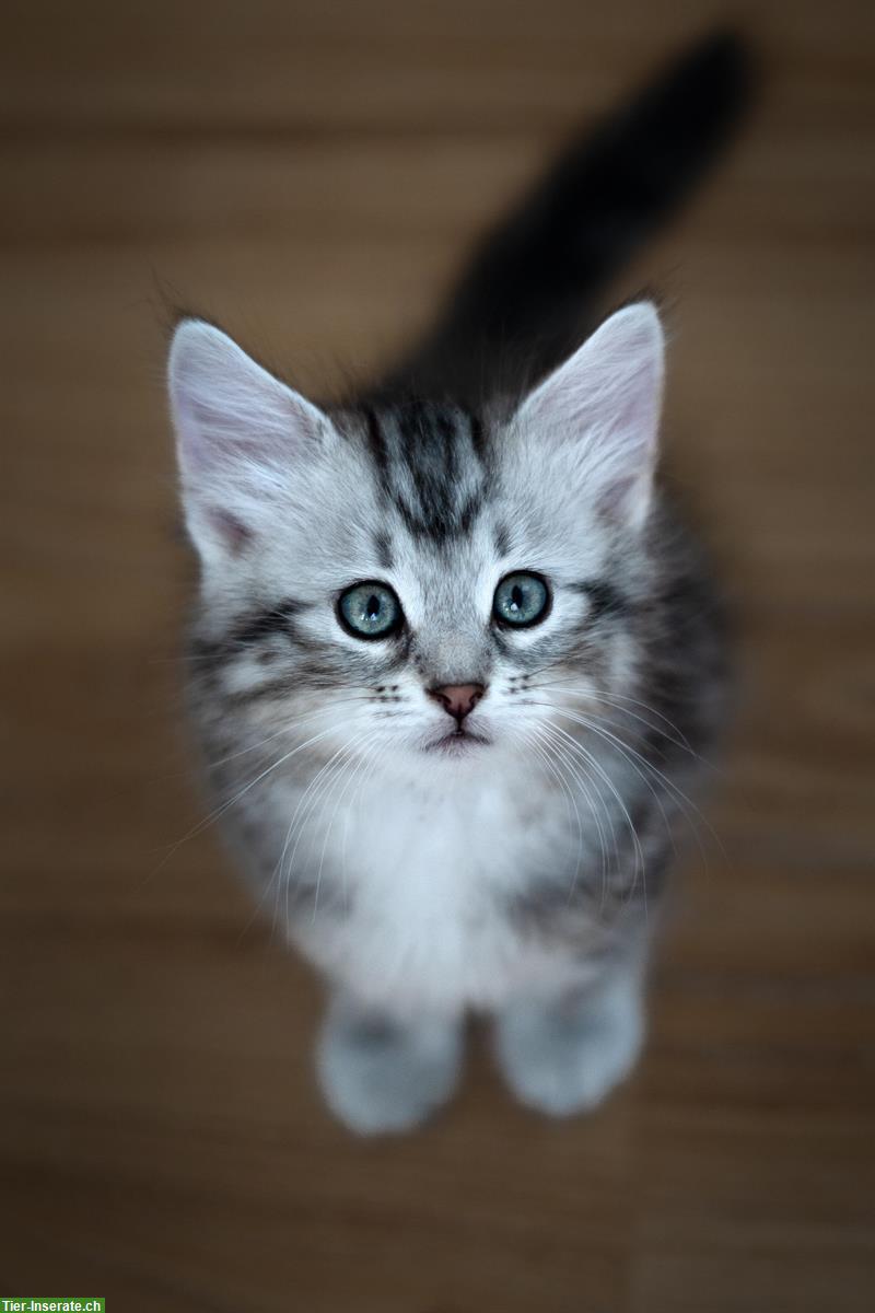 Bild 3: Micky, Sibirische Katzenbaby, männlich