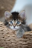Sibirische Katzenbaby Milow, männlich