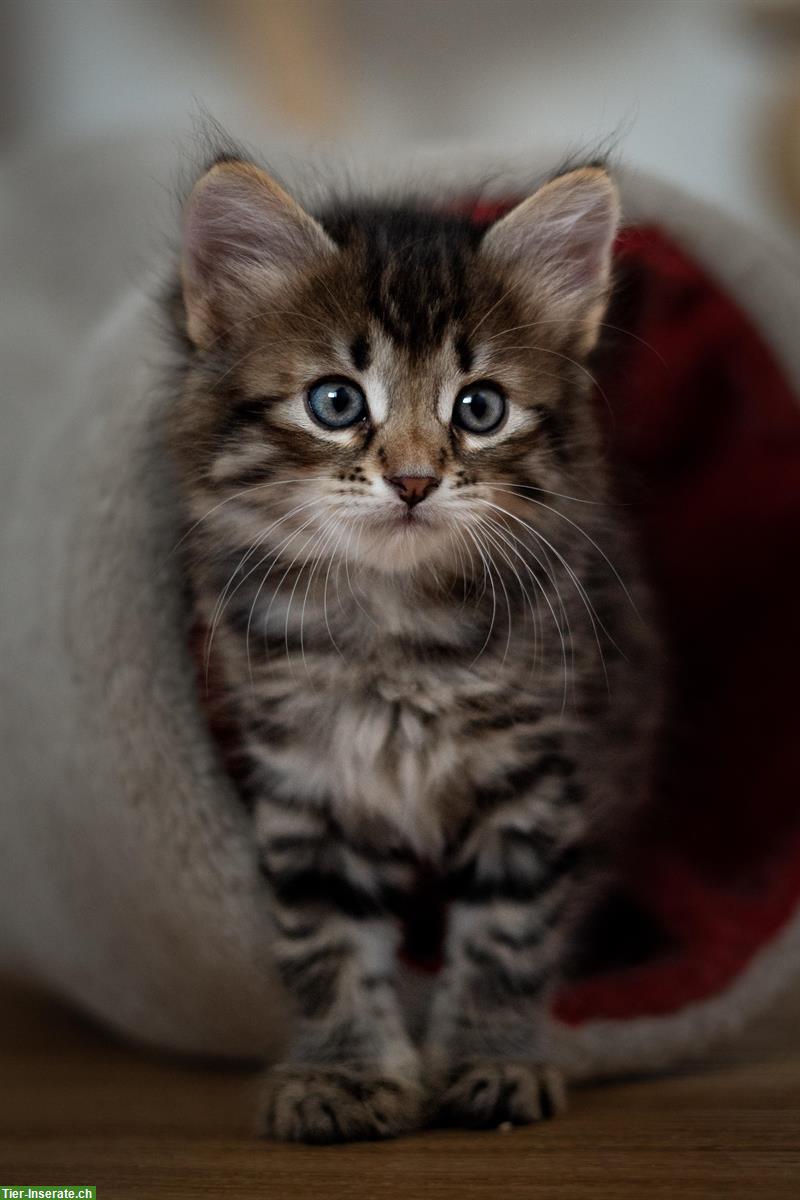 Bild 2: Sibirische Katzenbaby Milow, männlich