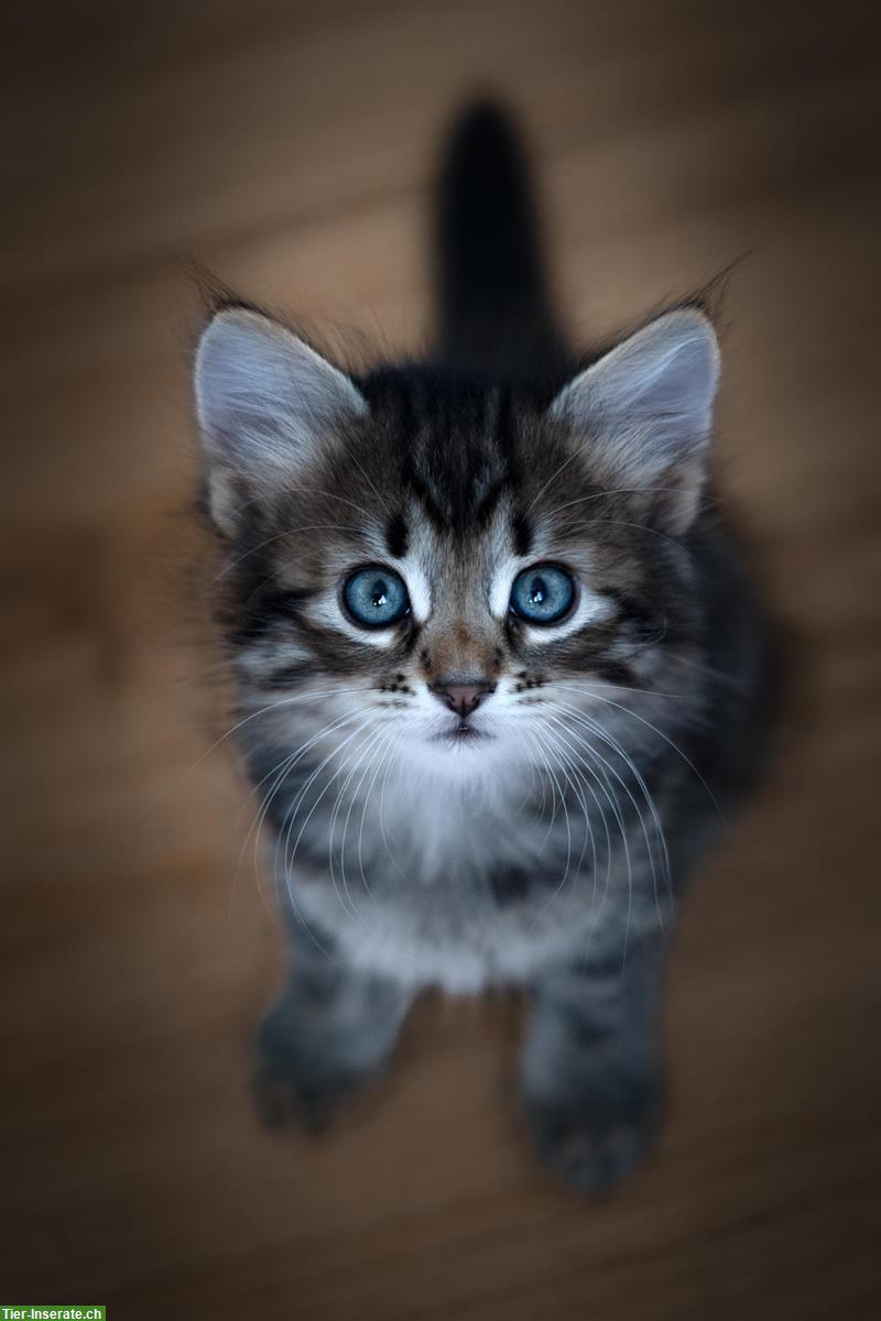 Bild 3: Sibirische Katzenbaby Milow, männlich