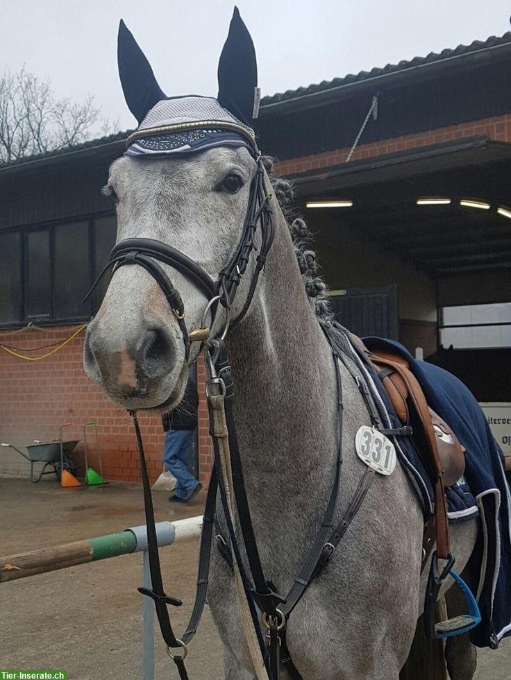 Bild 2: Reitbeteiligung mit Reitstunden, Kradolf TG