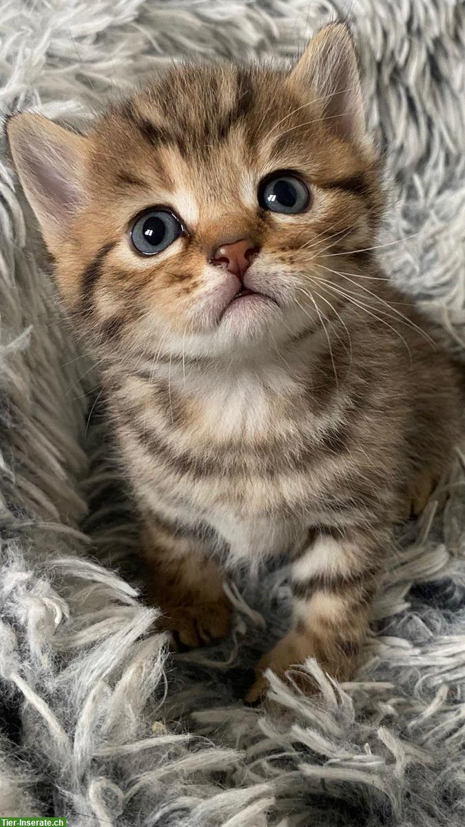 Reinrassige BKH Kitten, Kater abzugeben